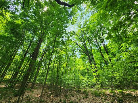 Winding Trail, Fairview, MI 48621 photo 44