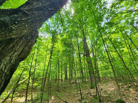 Winding Trail, Fairview, MI 48621 photo 45