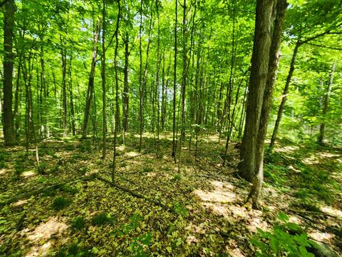 Winding Trail, Fairview, MI 48621 photo 24