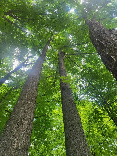 Winding Trail, Fairview, MI 48621
