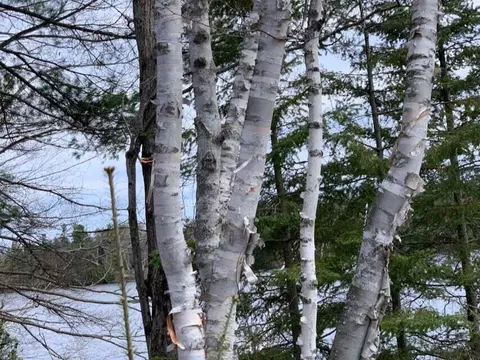 Lake Bluff Drive, Alpena, MI 49707
