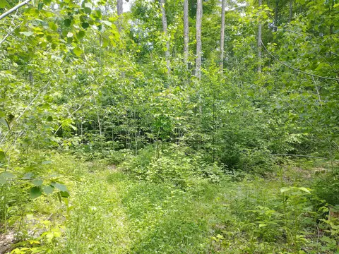N Sunshine Trail, Vanderbilt, MI 49795 photo 33