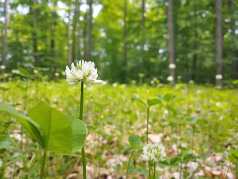 N Sunshine Trail, Vanderbilt, MI 49795 photo 8