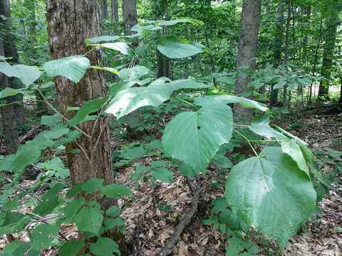 N Sunshine Trail, Vanderbilt, MI 49795 photo 16