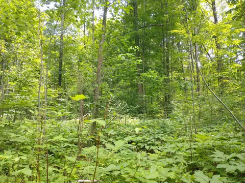 N Sunshine Trail, Vanderbilt, MI 49795 photo 27