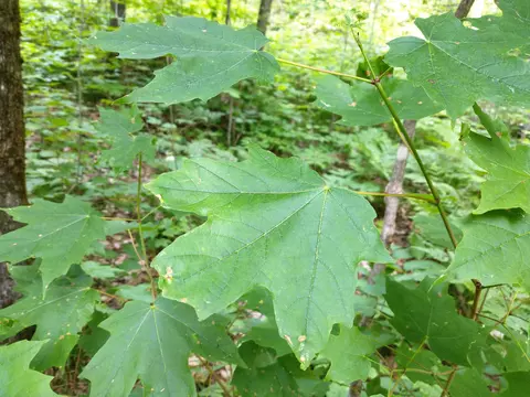 N Sunshine Trail, Vanderbilt, MI 49795 photo 15
