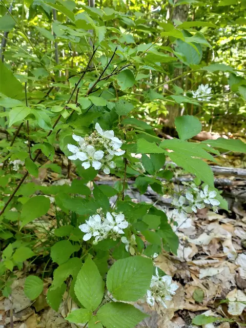 N Sunshine Trail, Vanderbilt, MI 49795 photo 17