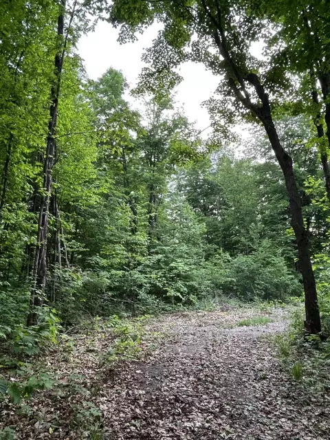 Lewis Road, Vanderbilt, MI 49795 photo 6