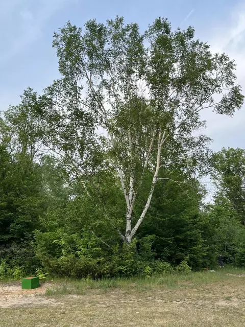 Lewis Road, Vanderbilt, MI 49795 photo 8