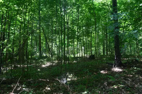 Wright Way Drive, Johannesburg, MI 49751