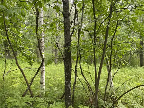1798 Schmidt Dr, Alpena, MI 49707