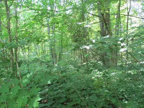 Coyote Trail, Frederic, MI 49733 photo 4