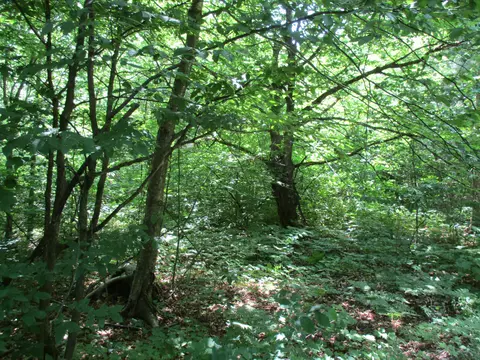 Coyote Trail, Frederic, MI 49733 photo 8