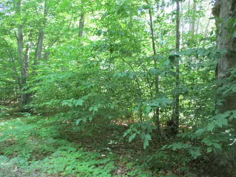 Coyote Trail, Frederic, MI 49733 photo 6