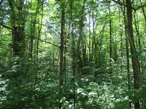 Coyote Trail, Frederic, MI 49733 photo 12