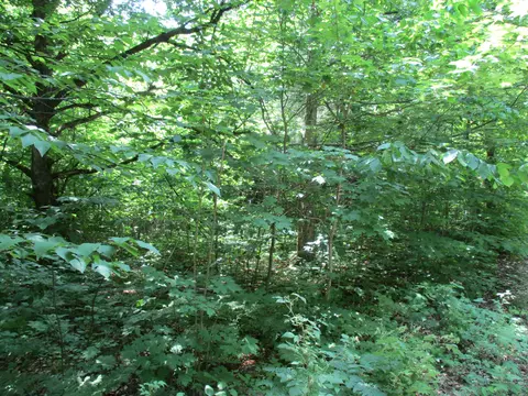 Coyote Trail, Frederic, MI 49733 photo 9