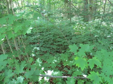 Coyote Trail, Frederic, MI 49733 photo 3