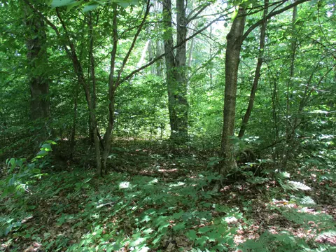 Coyote Trail, Frederic, MI 49733 photo 13