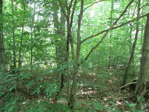 Coyote Trail, Frederic, MI 49733 photo 10