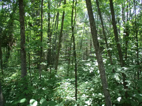 Coyote Trail, Frederic, MI 49733