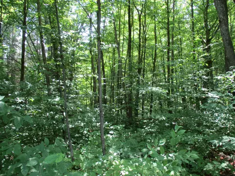 Coyote Trail, Frederic, MI 49733 photo 11