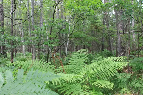 Evergreen Drive, Grayling, MI 49738 photo 6