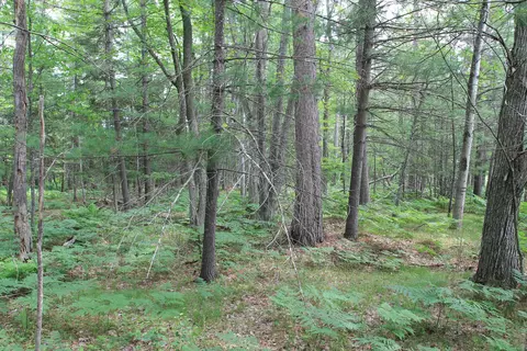Evergreen Drive, Grayling, MI 49738 photo 8