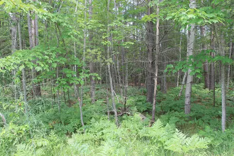 Evergreen Drive, Grayling, MI 49738 photo 7
