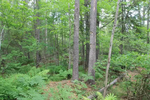 Evergreen Drive, Grayling, MI 49738 photo 5