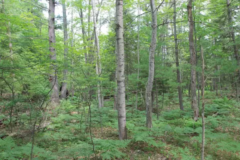 Evergreen Drive, Grayling, MI 49738 photo 9