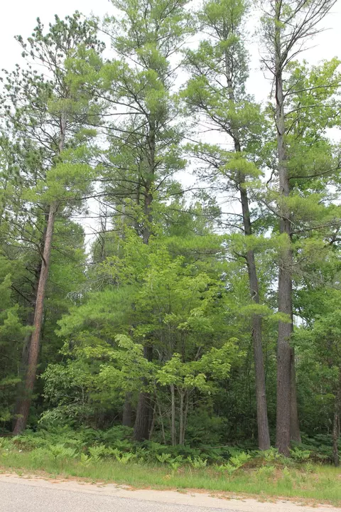 Evergreen Drive, Grayling, MI 49738 photo 4