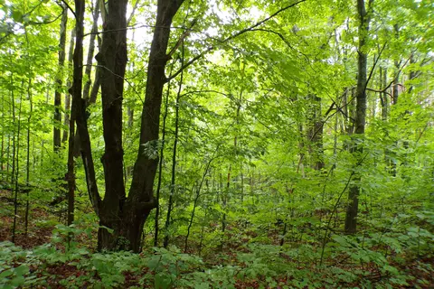 V/L Lowry Lane #PARCEL H, Comins, MI 48619