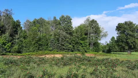 Spruce Road, Alpena, MI 49707