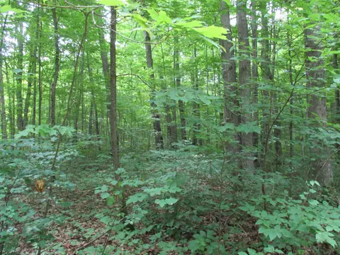 Adams Drive, Frederic, MI 49733 photo 6