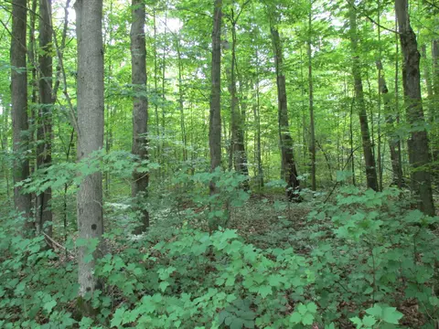 Adams Drive, Frederic, MI 49733 photo 4