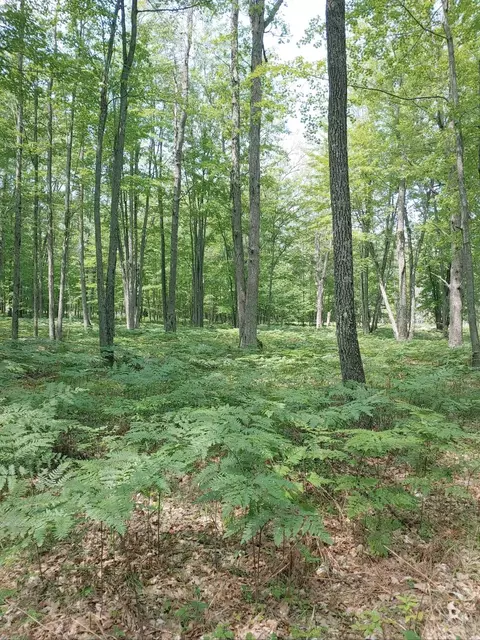 N Cut Road, Roscommon, MI 48653 photo 5