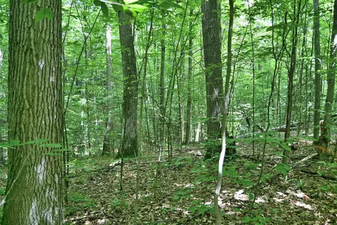 Maple Hill, Fairview, MI 48621 photo 6