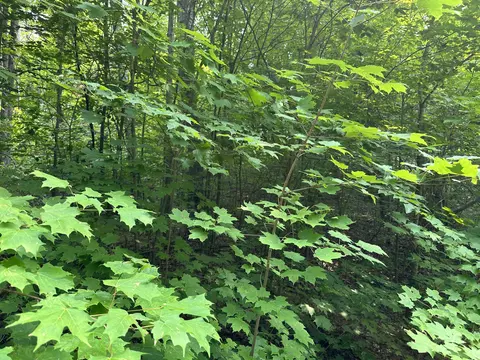 Beechwood Lane, Frederic, MI 49733