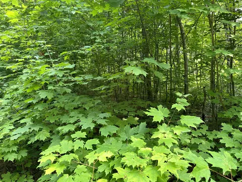 Beechwood Lane, Frederic, MI 49733 photo 3