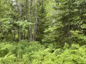 1758 Schmidt Dr, Alpena, MI 49707
