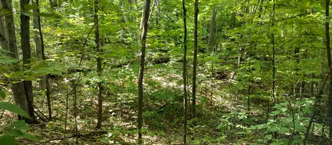 Scott Road, Wolverine, MI 49799 photo 10