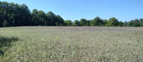 Scott Road, Wolverine, MI 49799 photo 4
