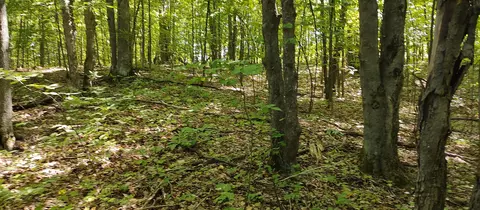Scott Road, Wolverine, MI 49799 photo 9