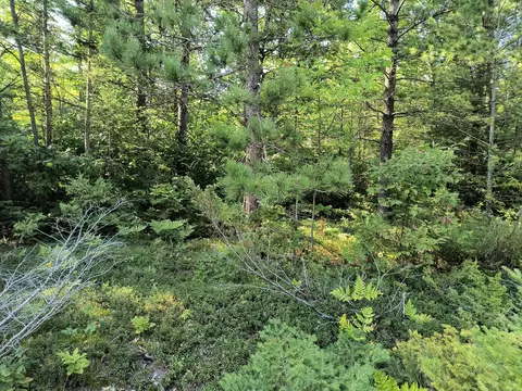 Harwood Court, Presque Isle, MI 49777