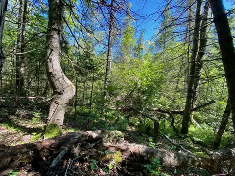 May Lake Road, Frederic, MI 49733 photo 10