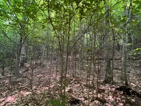 Clement Road, Alanson, MI 49706 photo 8