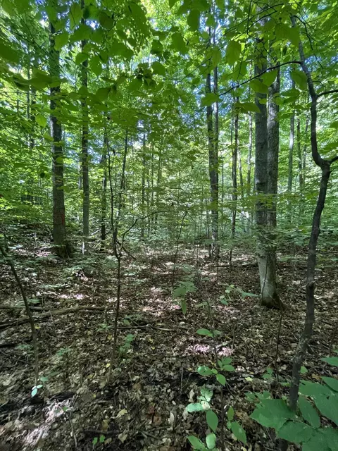 Tower Road, Vanderbilt, MI 49795 photo 4