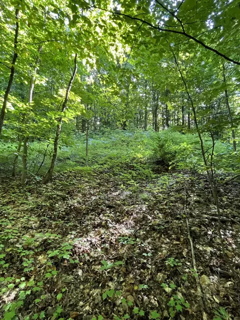 Tower Road, Vanderbilt, MI 49795 photo 10