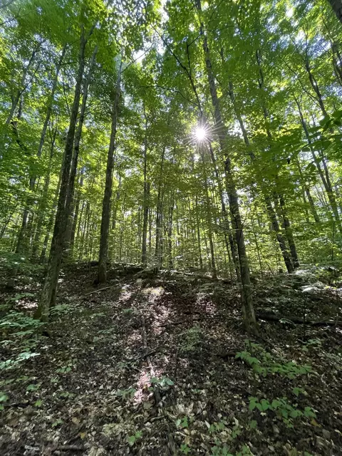 Tower Road, Vanderbilt, MI 49795 photo 16
