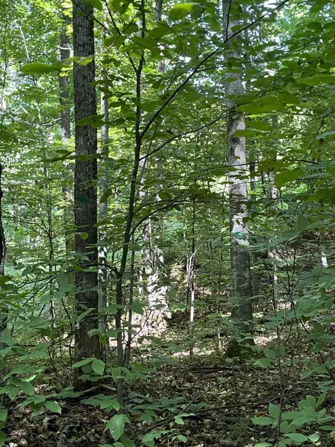 Tower Road, Vanderbilt, MI 49795 photo 3
